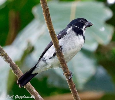 Wing-barred Seedeater