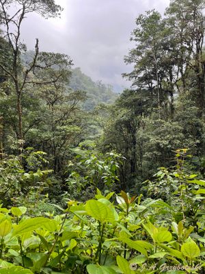 Guacamayos Trail