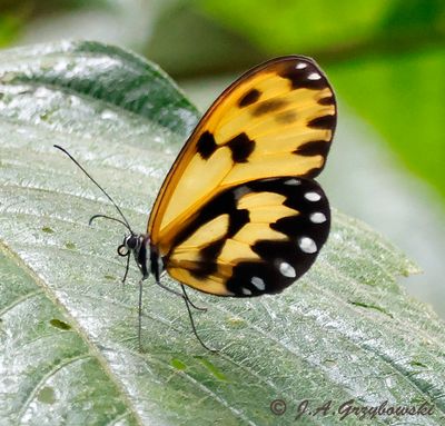 clearwing