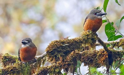 White-faced Nunbird