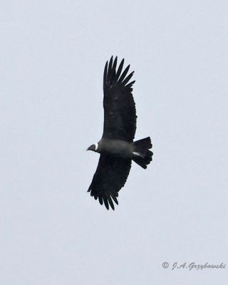 Andean Condor