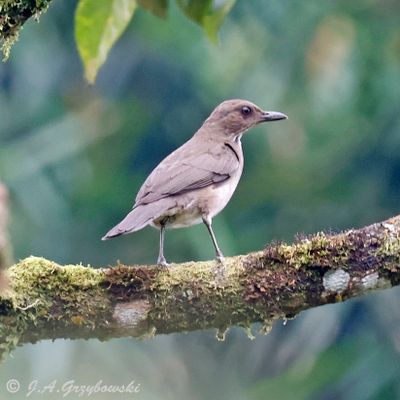 Black-billed Thrush