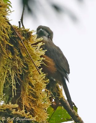 White-faced Nunbird