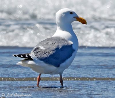 Western Gull