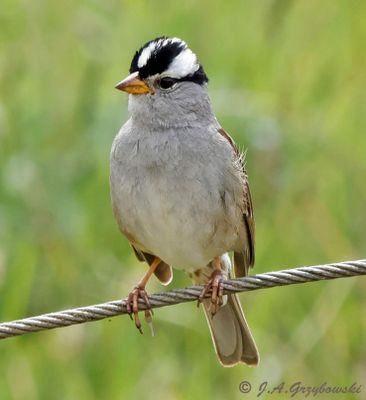 White-crowned Sparrow (Z.l. pugetensis)