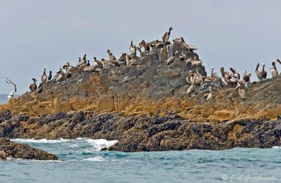 Brown Pelican colony