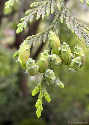 Western Red Cedar