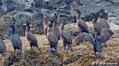 Brandt's Cormorant