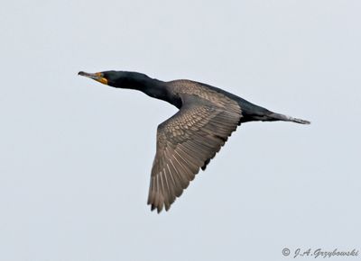 Double-crested Cormorant