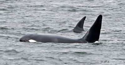 Orca (Orcinus orca)