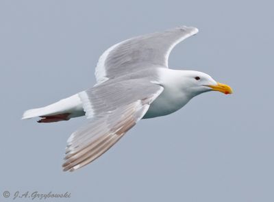Olympic (Glaucous-winged x Western) Gull