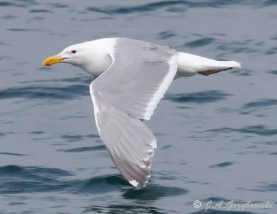 Olympic (Glaucous-winged x Western) Gull