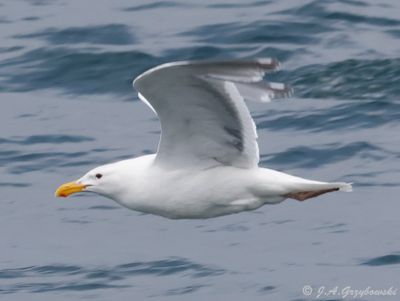 Olymoic (Glaucous-winged x Western) Gull