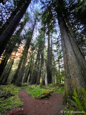 woods, Lake Crescent Lodge, Wasington