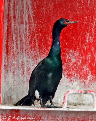 Pelagic Cormorant