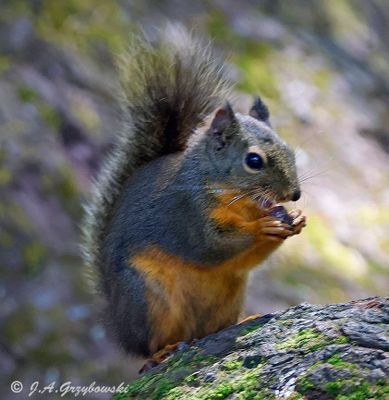 Douglas Squirrel (Tamisciurus douglasii)