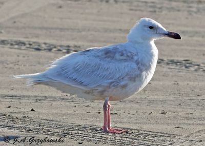 Glaucous-winged Gull