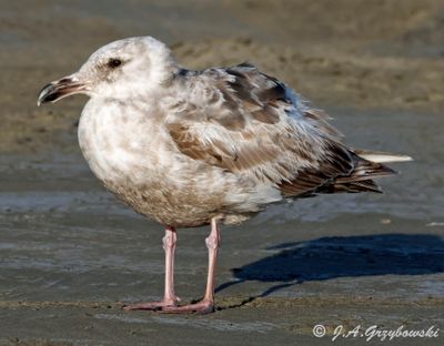 Olympic (Glaucous-winged x Western) Gull