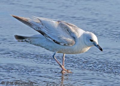 bleached Ring-billed Gull