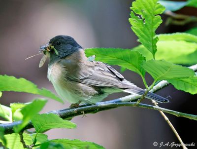 Oregon Junco with a mouthful