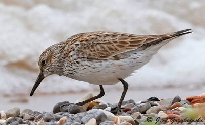 White-rumped Sandpiper