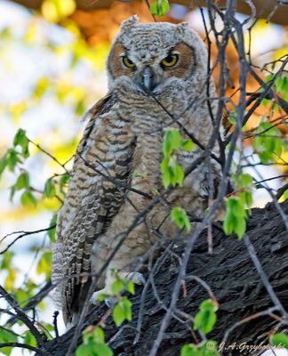Great Horned Owl