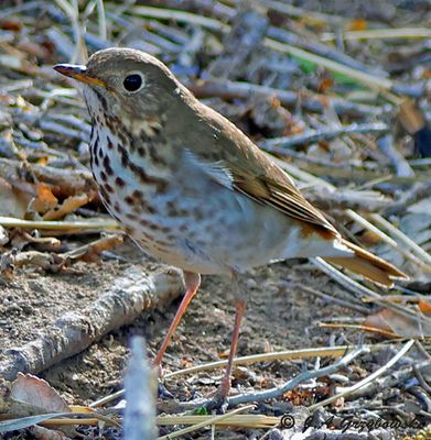Hermit Thrush