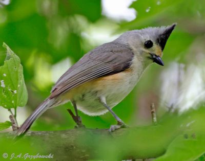 Black-crested x Tufted Titmouse