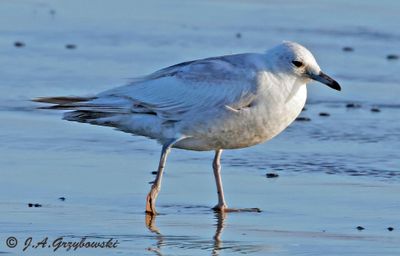 bleached Ring-billed Gull