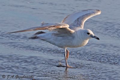 bleached Ring-billed Gull