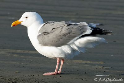 Western Gull