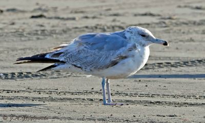California Gull