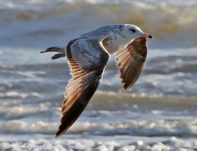 California Gull