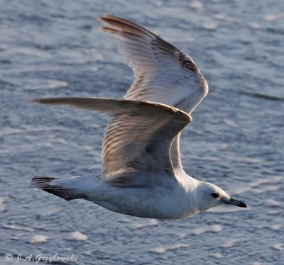 Ring-billed Gull