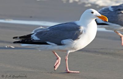 Western Gull