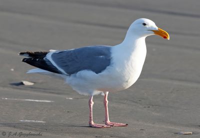 Western Gull