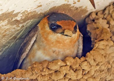 Cave Swallow