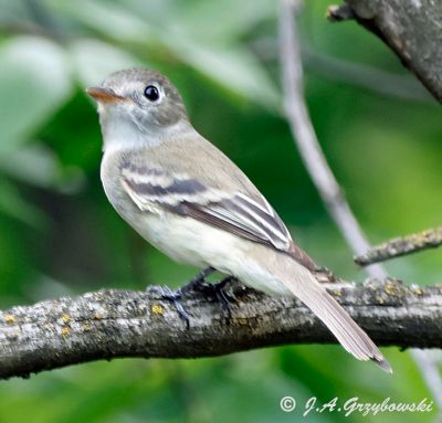 Least Flycatcher