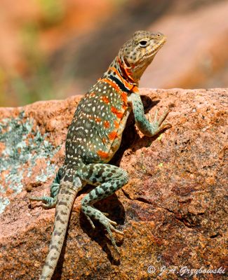 Eastern Collared Lizard  (Crotophytus collaris collaris)