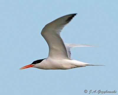 Elegant Tern