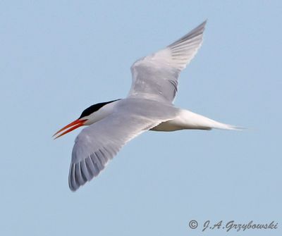 Elegant Tern