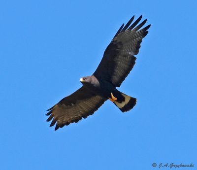 Zone-tailed Hawk