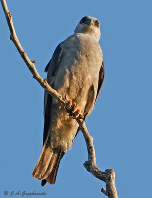 Mississippi Kite