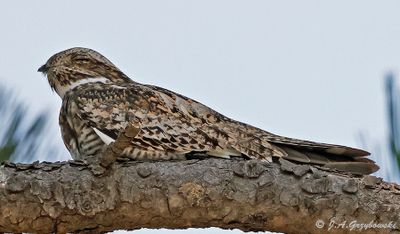Common Nighthawk
