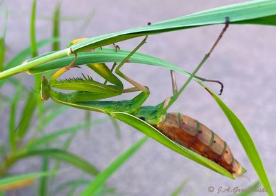 Praying Mantis