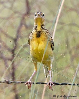 Eastern Meadowlark
