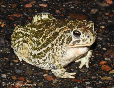 Great Plains Toad (Anaxyrus cognatus)