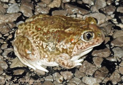 Plains Spadefoot (Spea bombifrons)