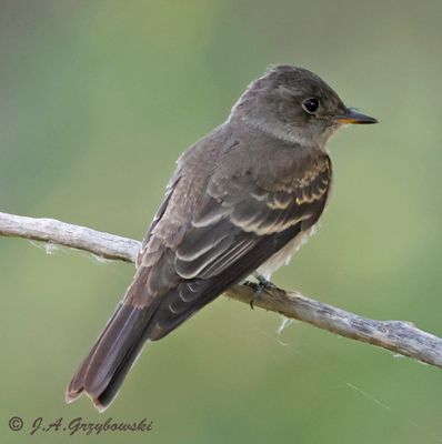 Western Wood-Pewee