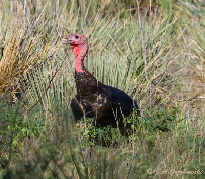 Wild Turkey